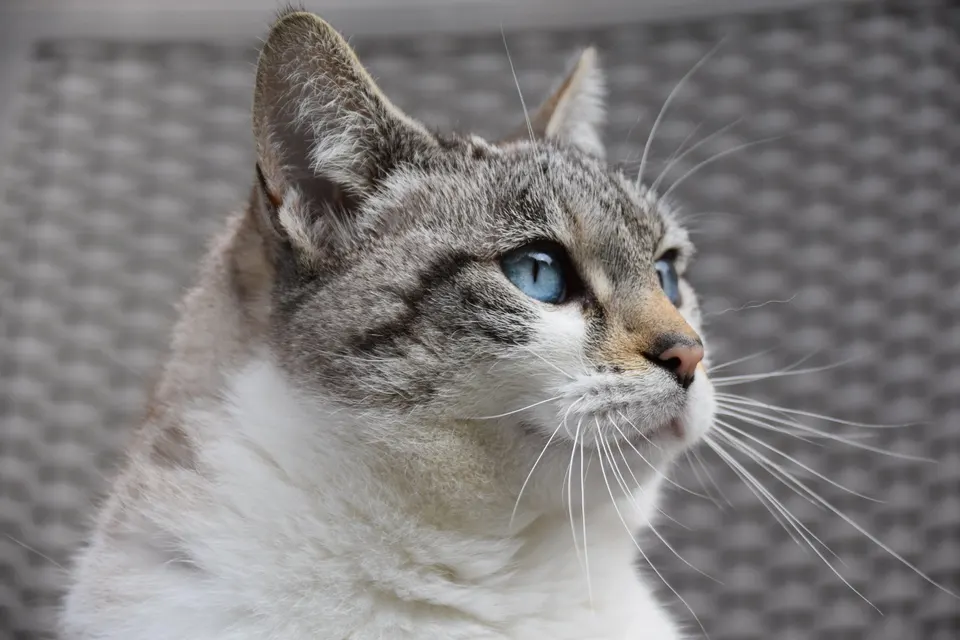 Emila: Zjedzenie lub pogryzienie obuwia (Zdjęcie 2 z 2)